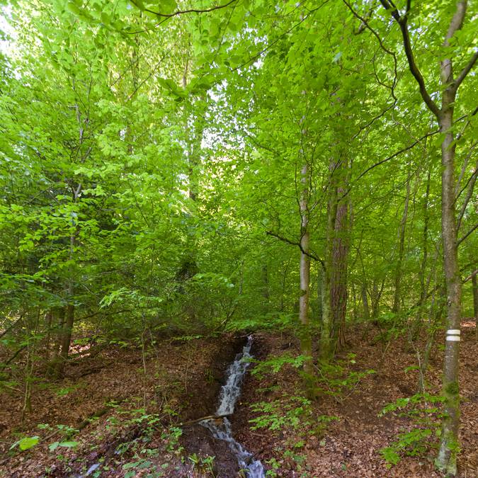 Ruisseau en forêt - Randonnée la Vôge-les-Bains