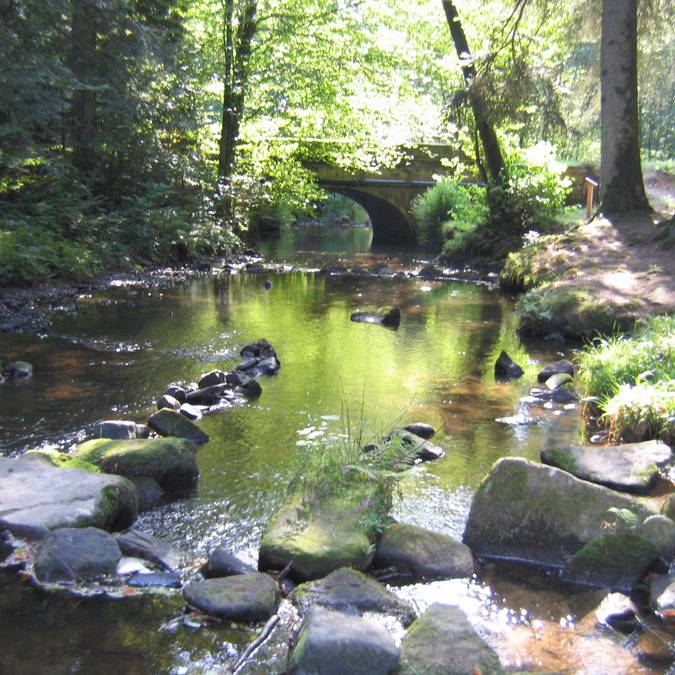 Cours d'eau dans les forêts vosgiennes